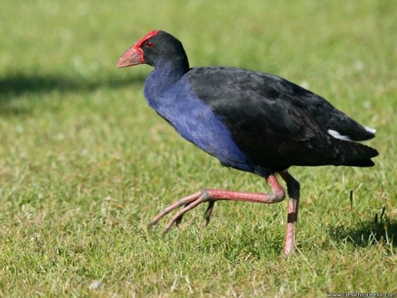 pukeko