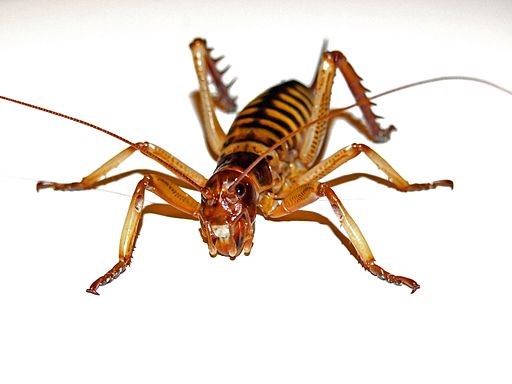 weta